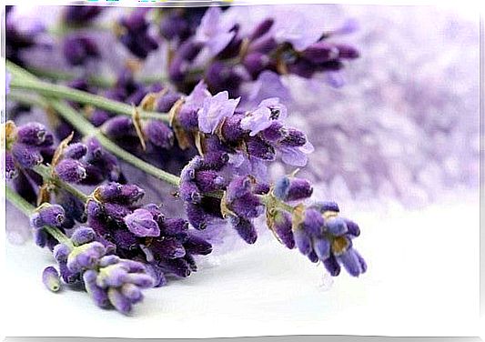 Lavender to fight bacteria