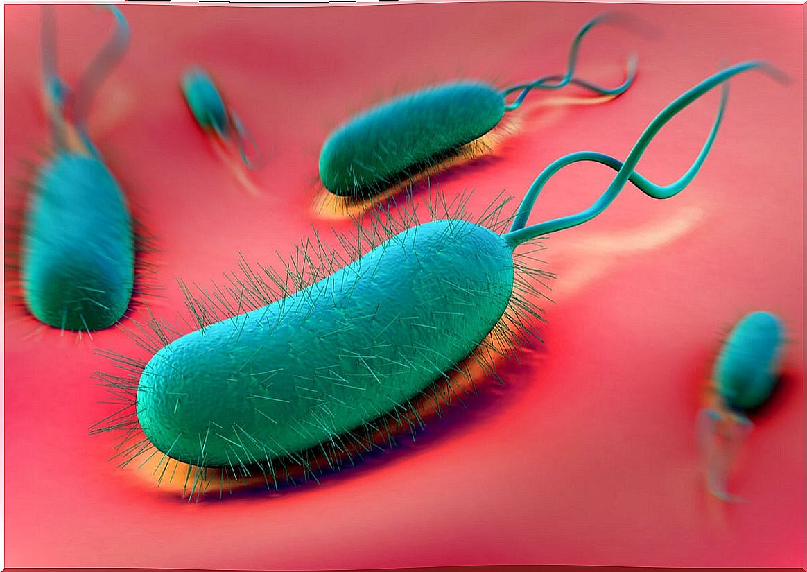 Helicobacter pylori