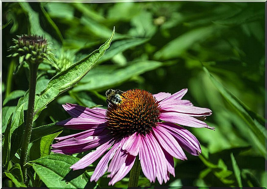 echinacea with a wasp