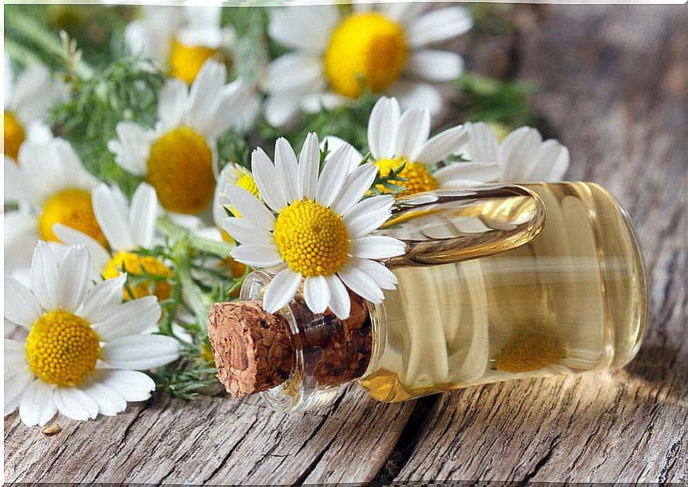 chamomile oil for skin allergy