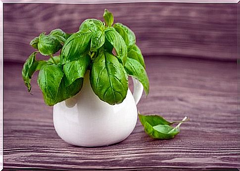 Basil to repel insects