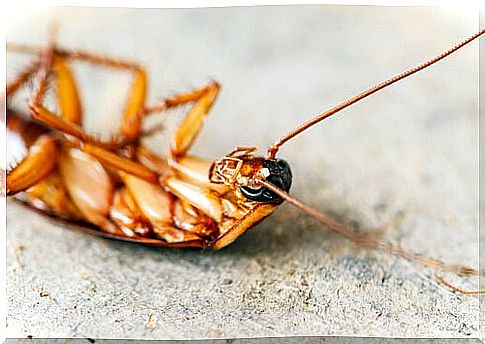 Natural remedies to eliminate cockroaches