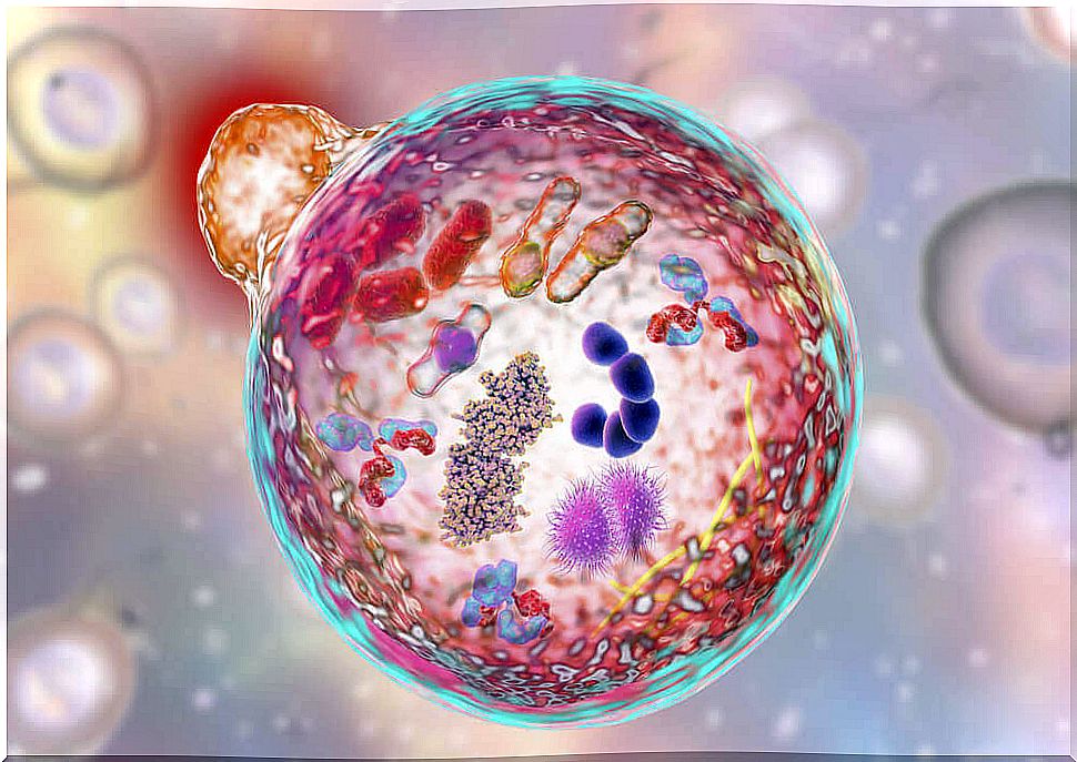 Lysosomes