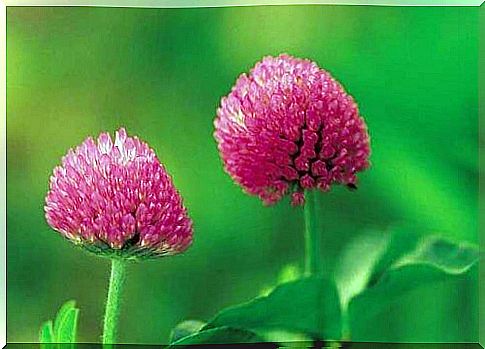 Red clover