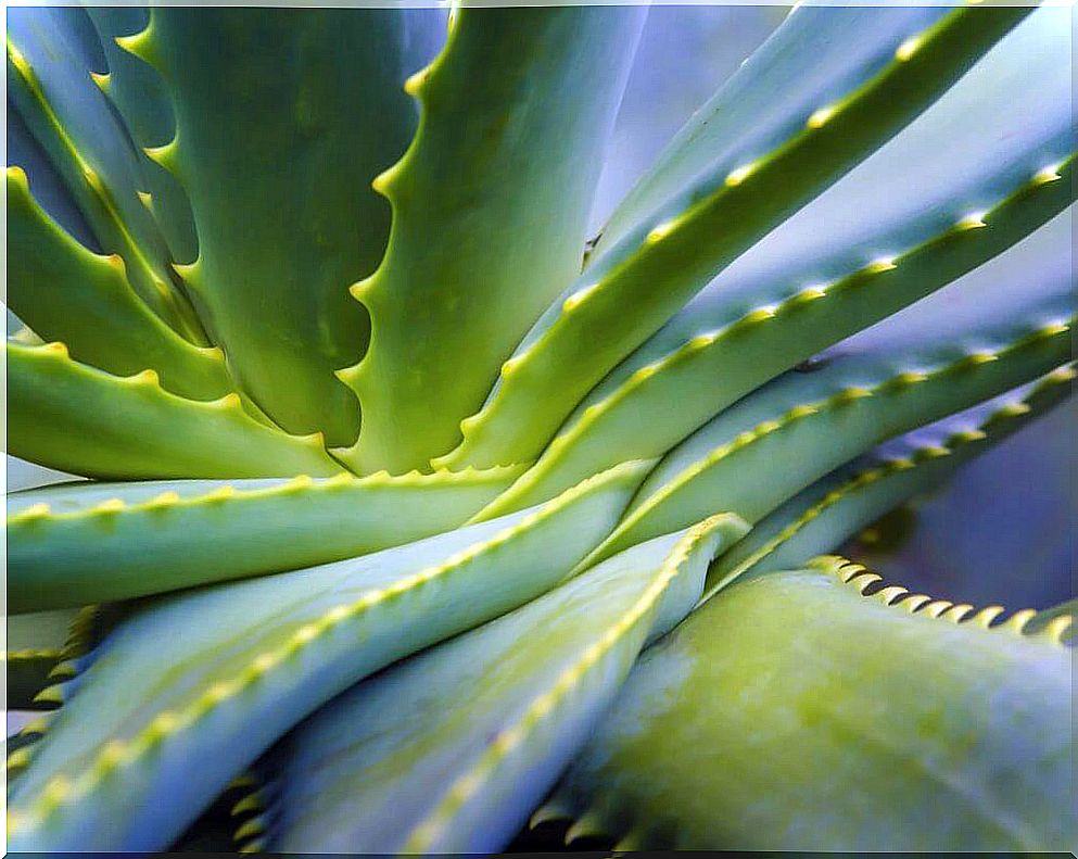 Aloe vera harden nails