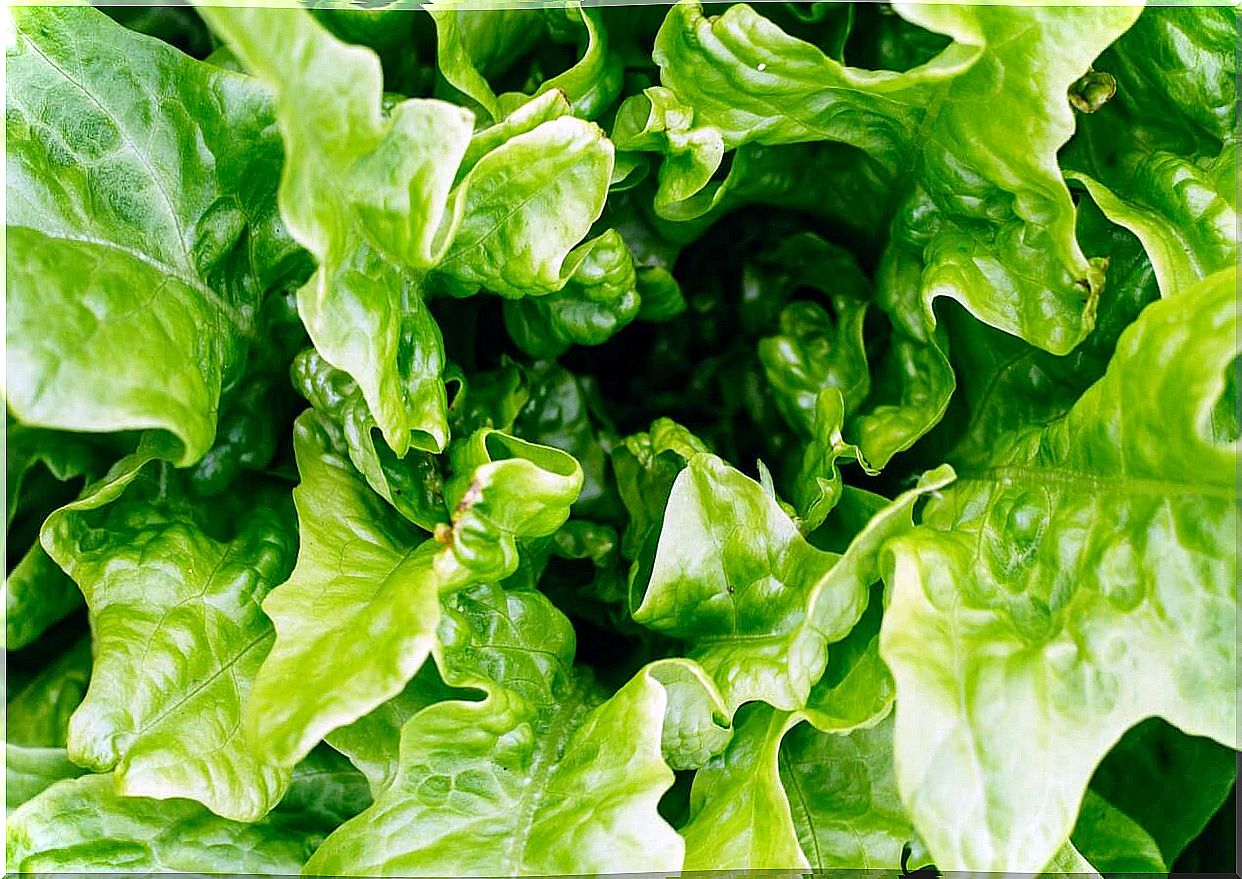 Green lettuce leaves.