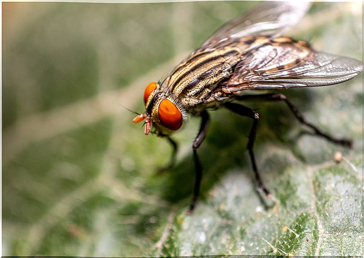 Fly transmits onchocerciasis.